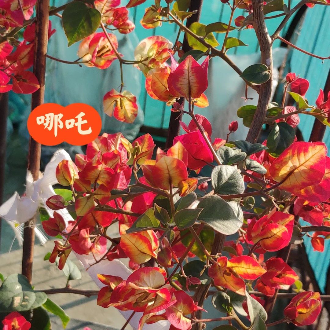 【哪吒】三角梅品种苗勤花喜阳阳台植物好养绿植不带花非一物一拍