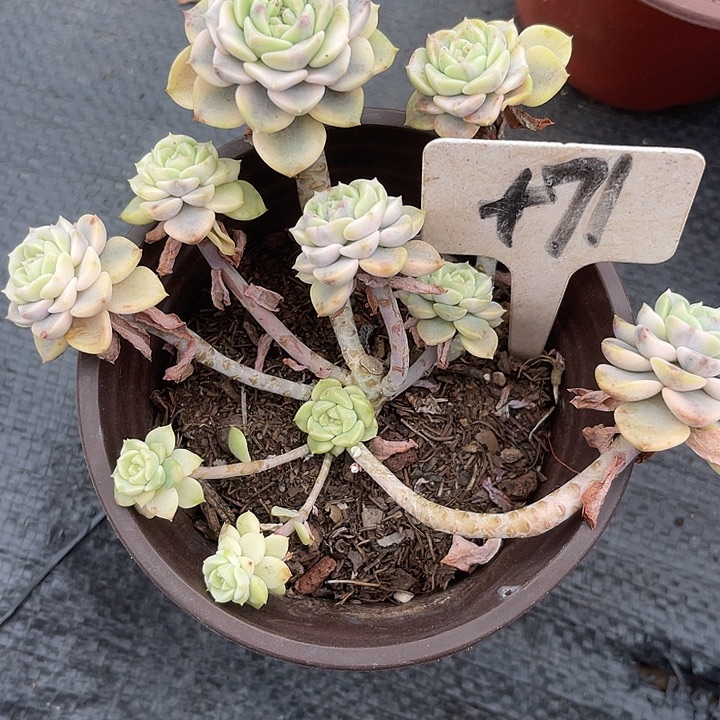 两单包邮，一物一拍的71锦