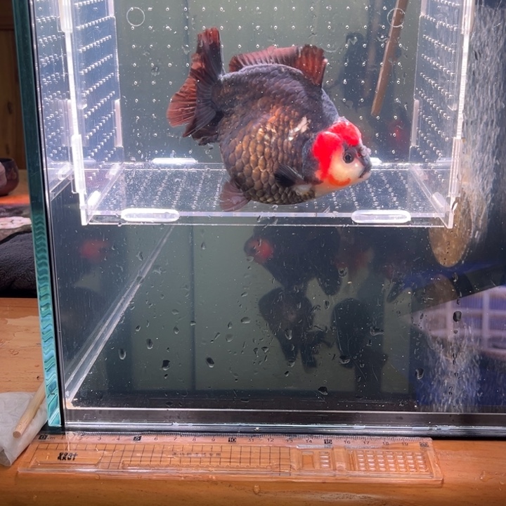 金鱼渔场直销玛丽金鱼