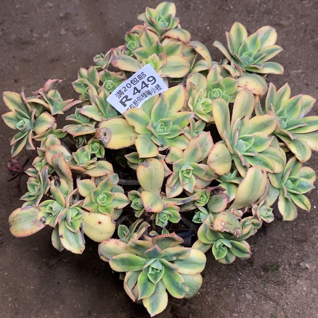 449星爆多肉法师锦