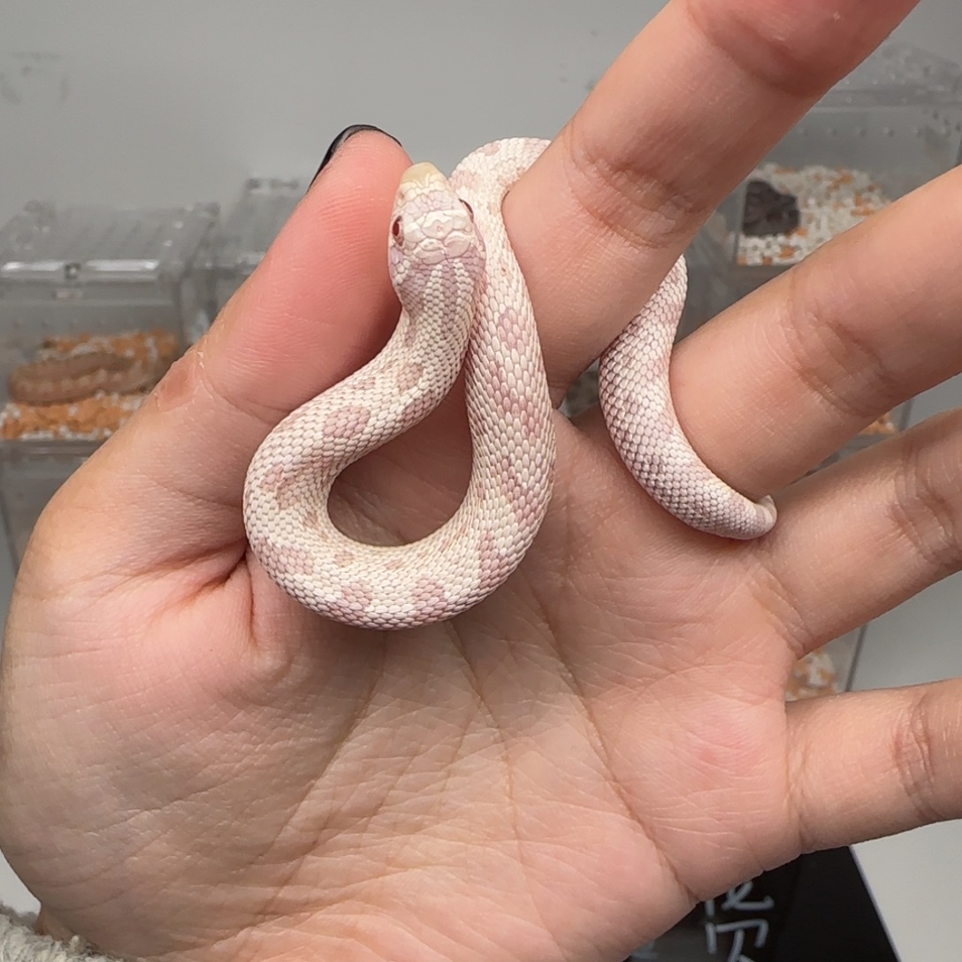 直播间专拍 雪康弟弟