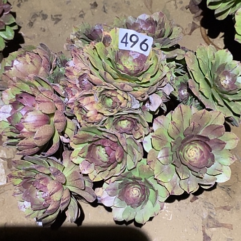 多肉植物法师496万拉丝