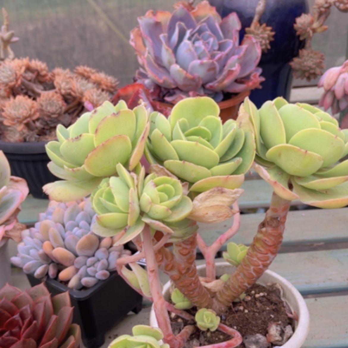 【闪购商品】碧桃1613