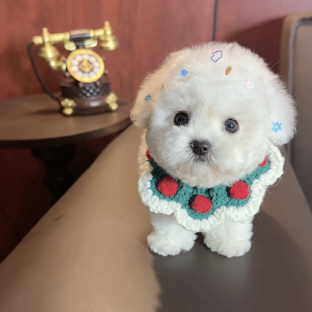 正方形犬舍比熊宠物活体狗狗可爱狗狗成交链接