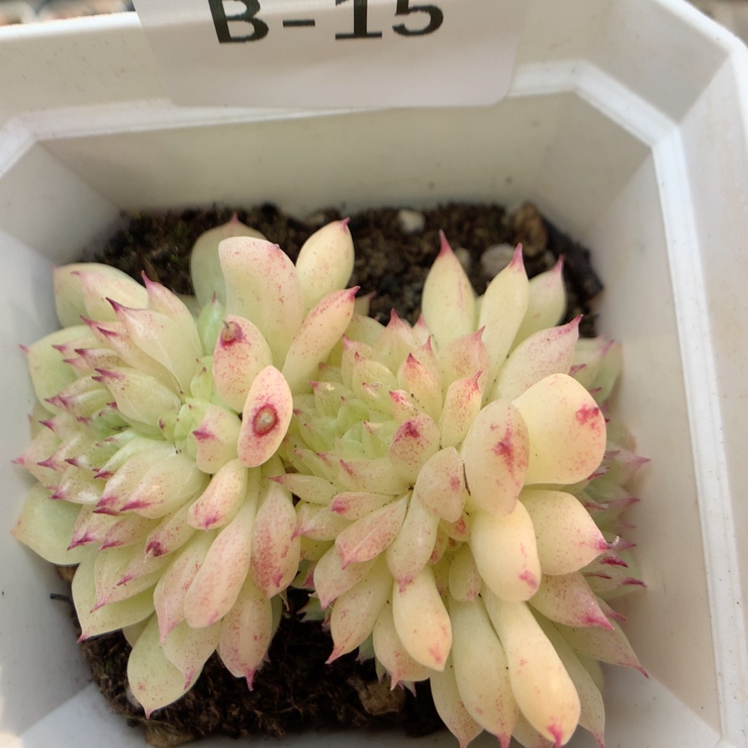 B15蝴蝶叶麦杆群