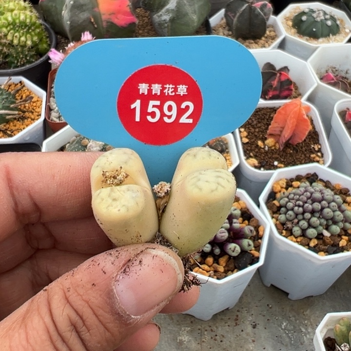 生石花锦非常非常好看