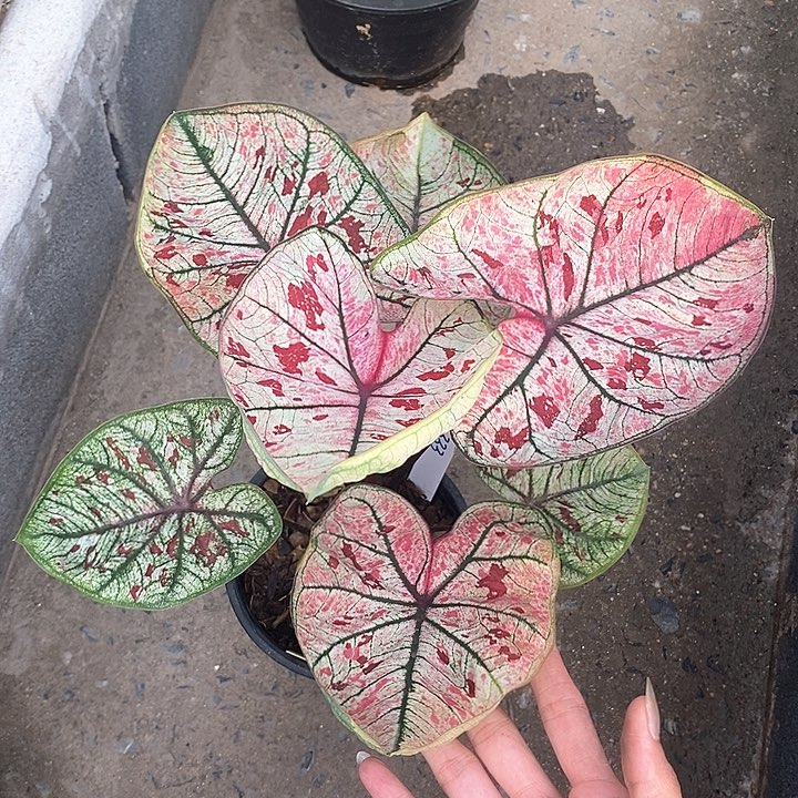 泰国彩叶333-0127 多肉