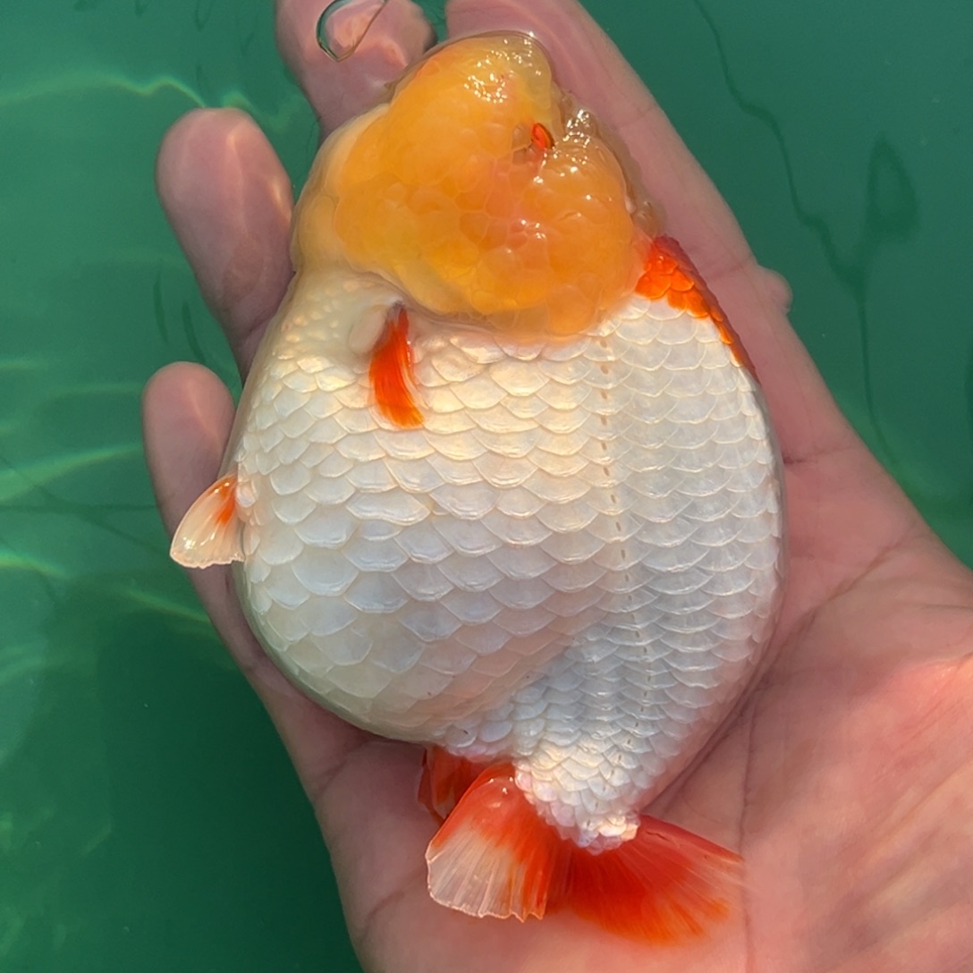 大***库金鱼11111111111111111111111