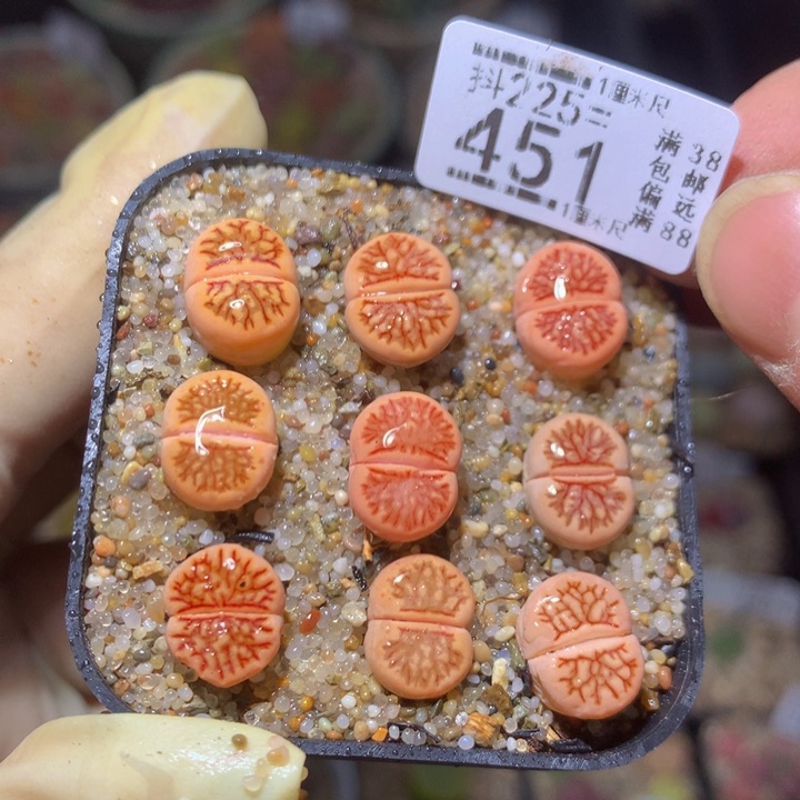 精品生石花225.451菊锦