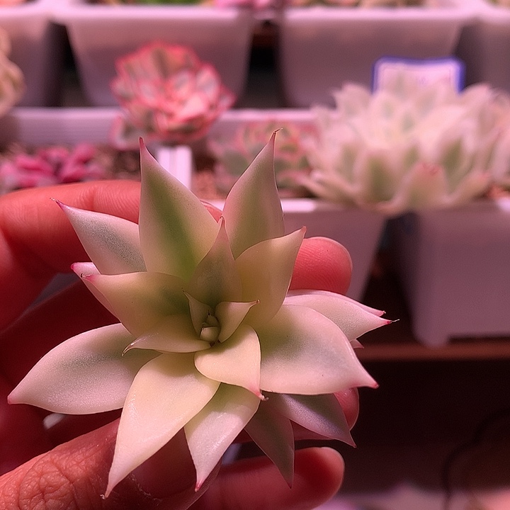 用***1墨西哥巨人锦锦锦锦锦