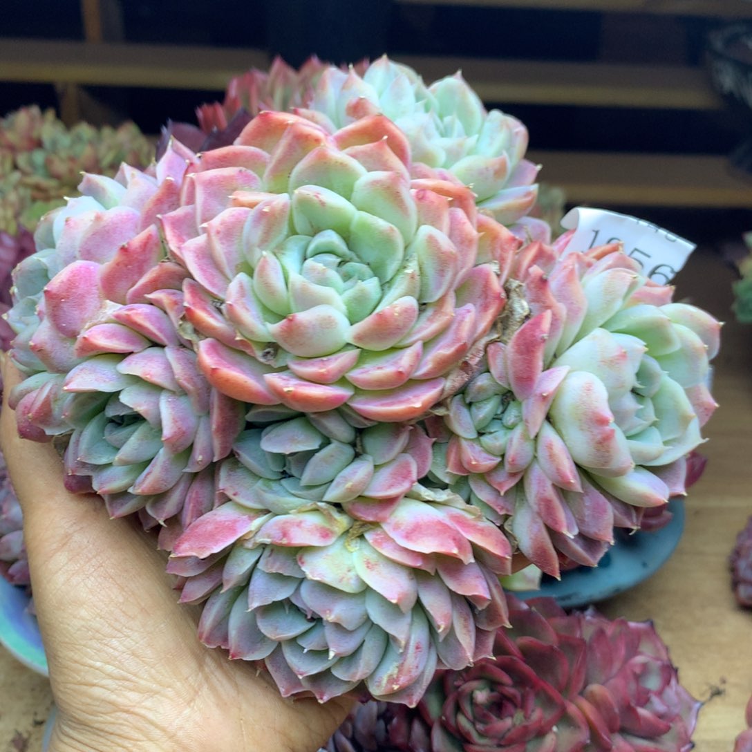 1956杂交精品基地16冠