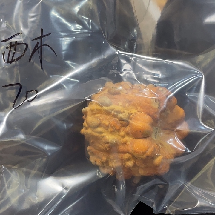 西*葫芦葫芦葫芦葫芦葫芦葫芦