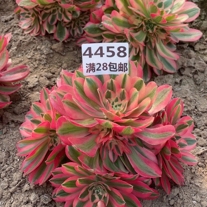 4458二号棚女巫多肉E