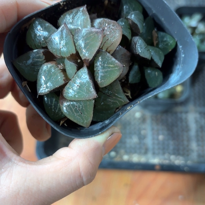 日月潭换盘多肉植物