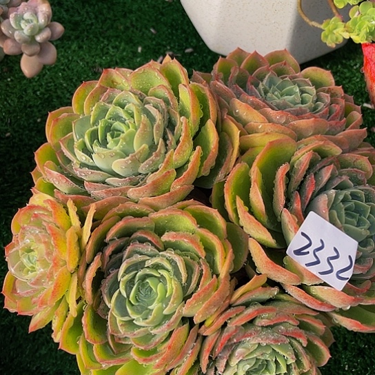 好**宋桃花坞群2334