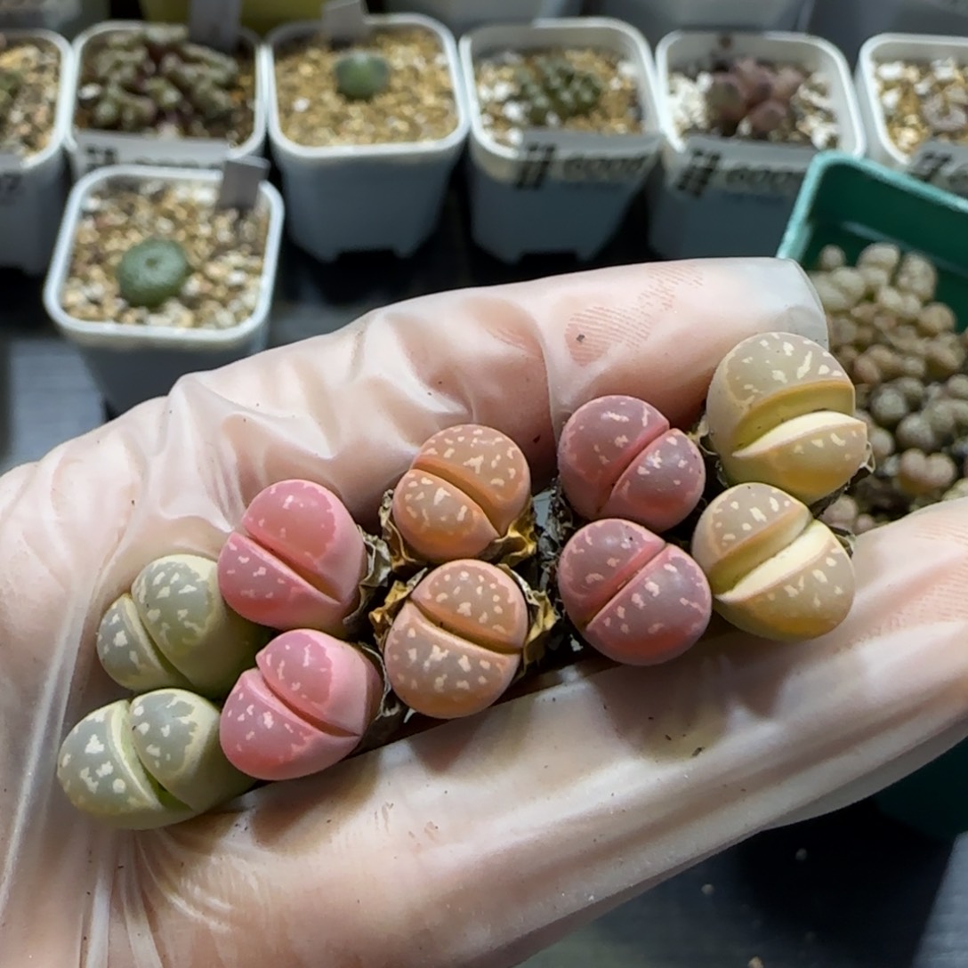 1.16 捡漏 橄榄彩套 6036