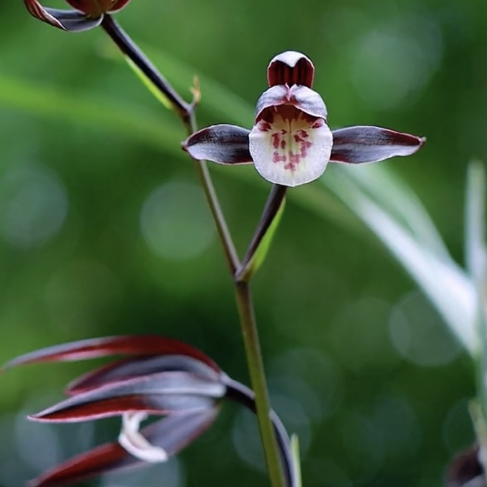 【紫玉】寒兰名品 兰花老种2苗 花开浓香 好养易活 对版