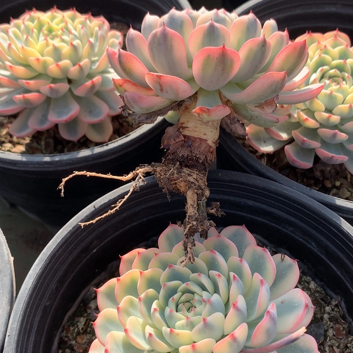 姬莲锦大粗腿单头