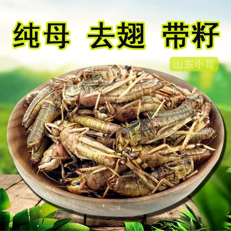 新鲜速冻蚂蚱蝗虫批发蚱蜢带籽纯母去翅纯母蚂蚱包邮烧烤油炸吃