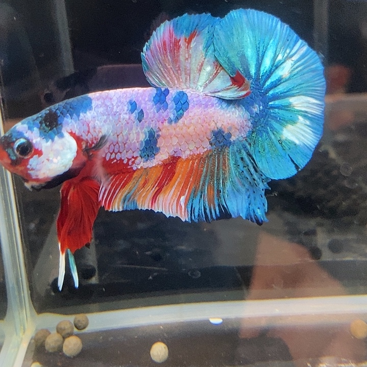 ㅤ***ㅤ斗鱼黑235号巨丢将军