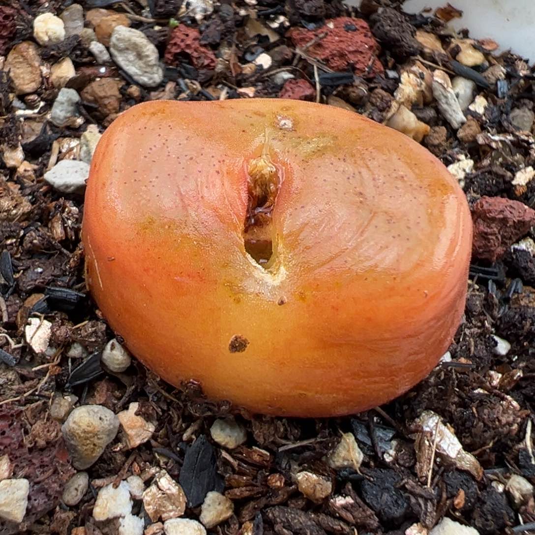 1.27好看的多肉918