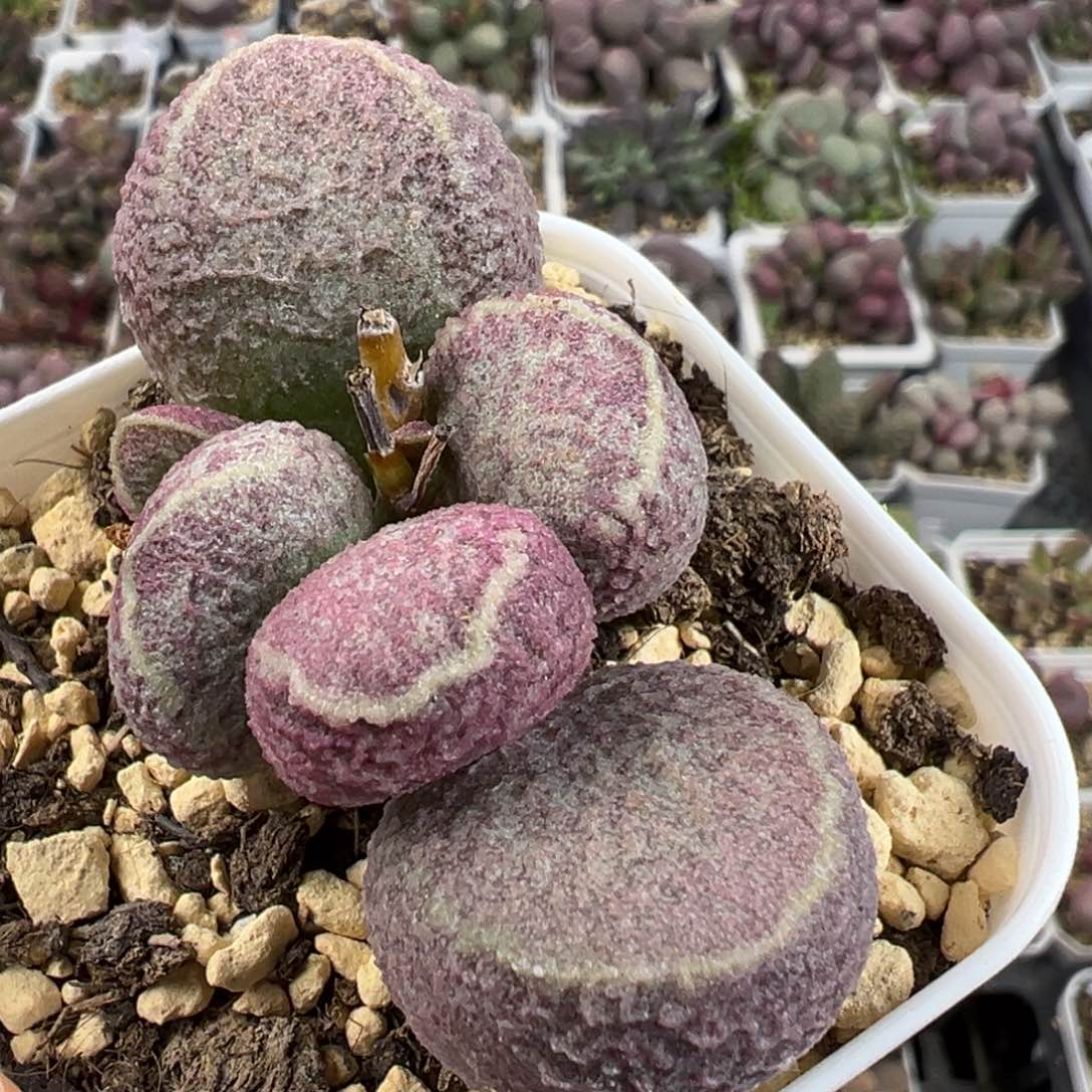 哈莫猪肝单头纯木质桩特价