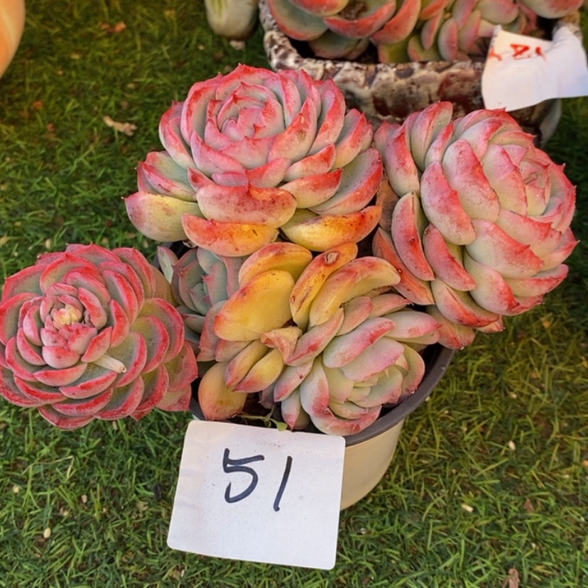 【闪购商品】✨****✨多肉植物