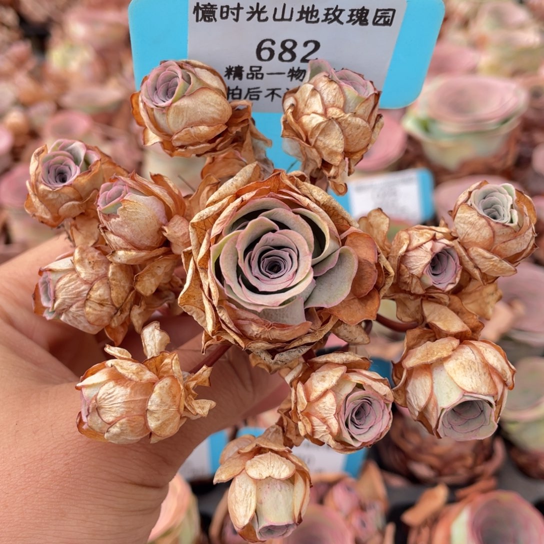 山地玫瑰682断枝不包损不售后