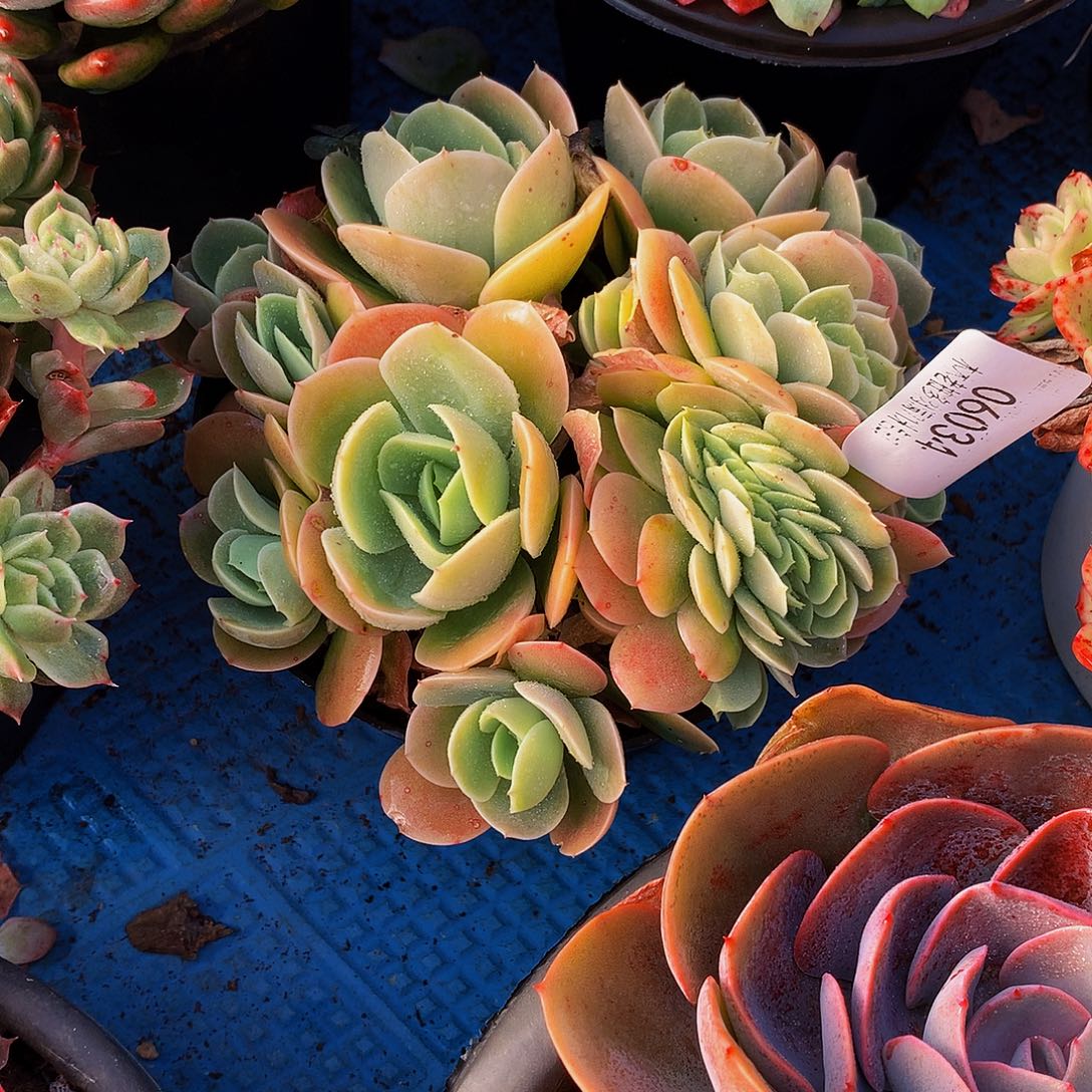 清***肉   星娜塔缀多肉06034