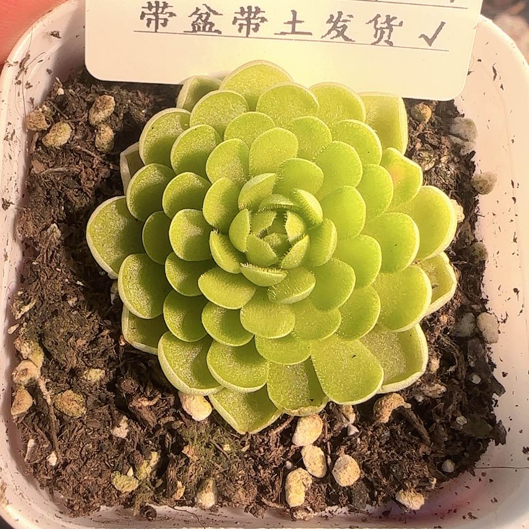 多肉1201-136捕虫堇