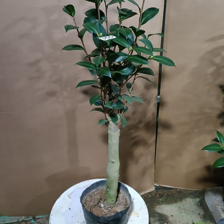 350斑水屋，原盆原土发货，不包邮。