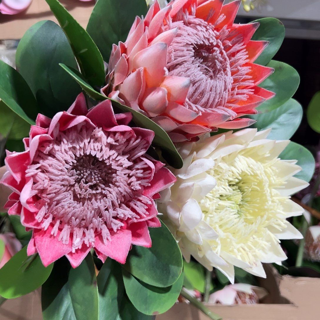 3枝混色帝王。       