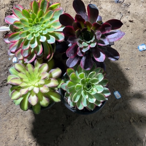 941多肉植物组合