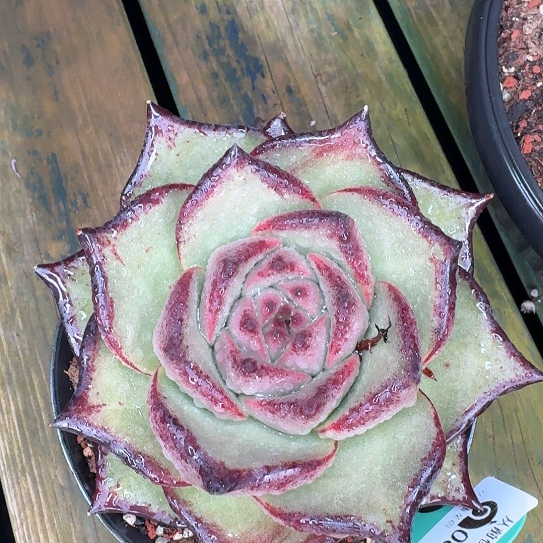 从前慢多肉编号0809-50