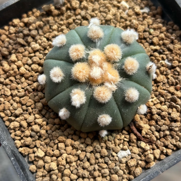 园艺仙人球/兜/实生高绒大尤琉璃兜/p65