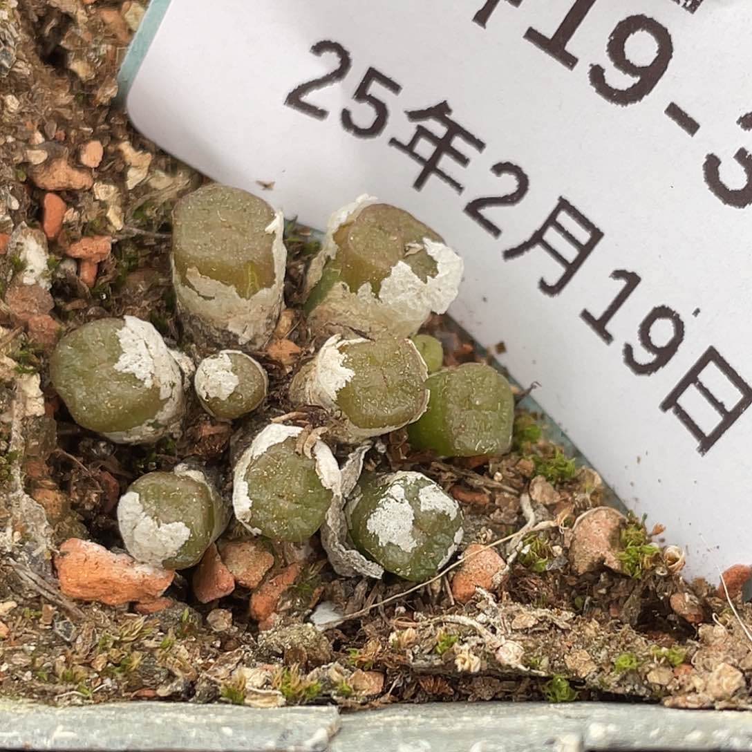 19-35方糖多肉植物