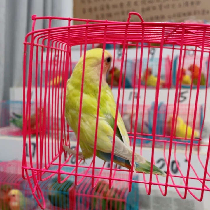 国****店牡丹鹦鹉断奶一只
