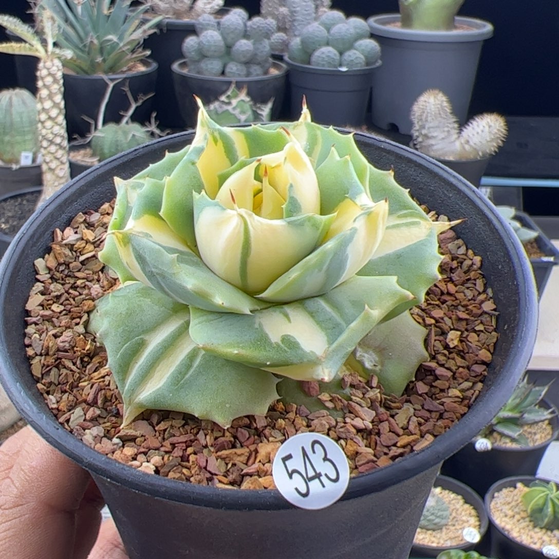 厚叶黄中斑龙舌兰一物一拍