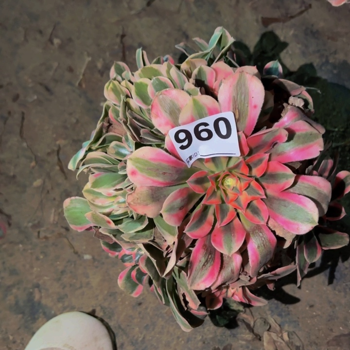 960花样年华多肉植物