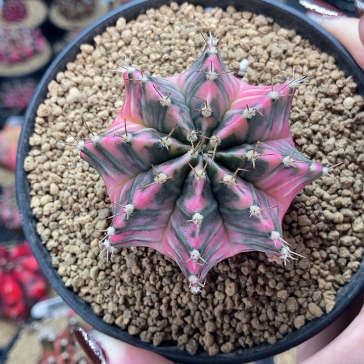 彩虹梦 大母本 米哈仙人球