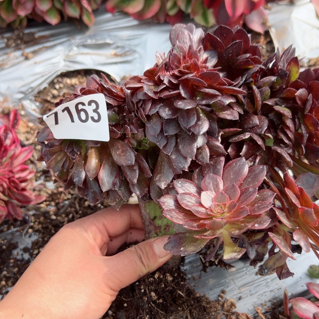 我7163 号多肉法师新年特价