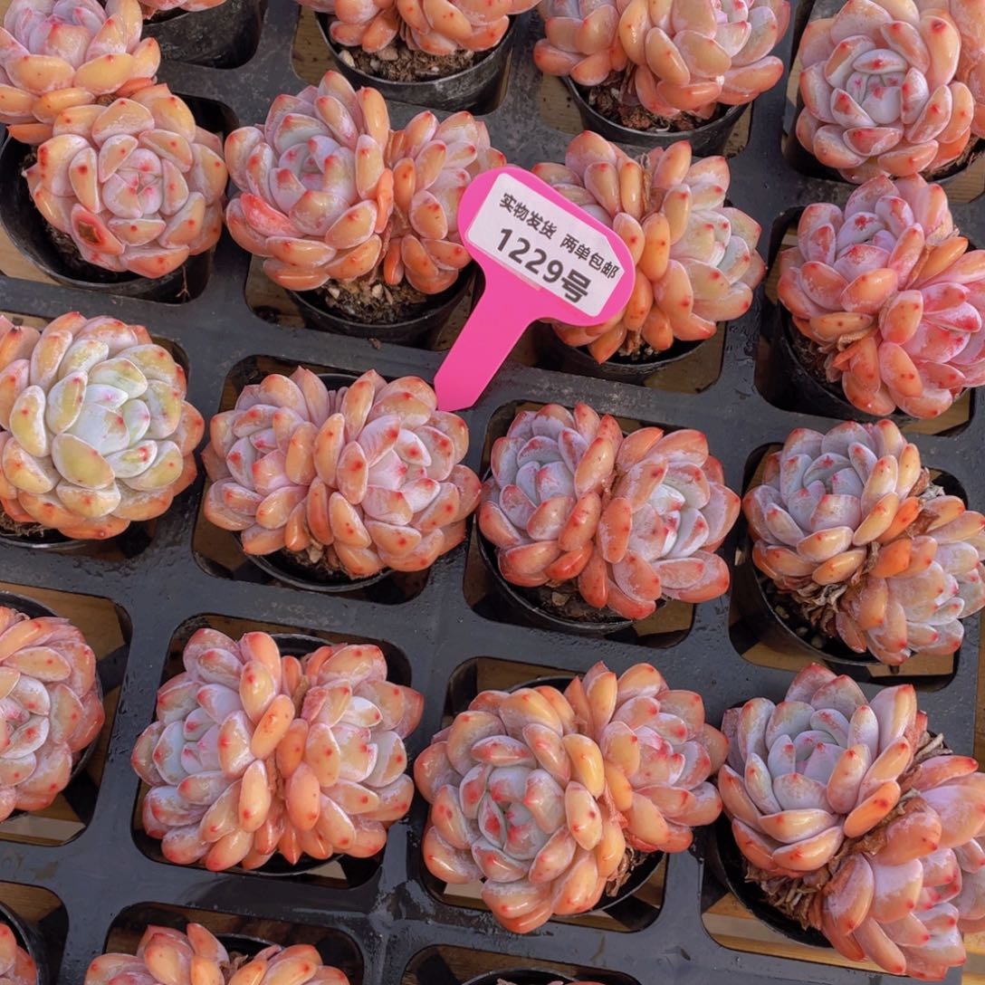 1229号 宽叶包包韩橙双头一个