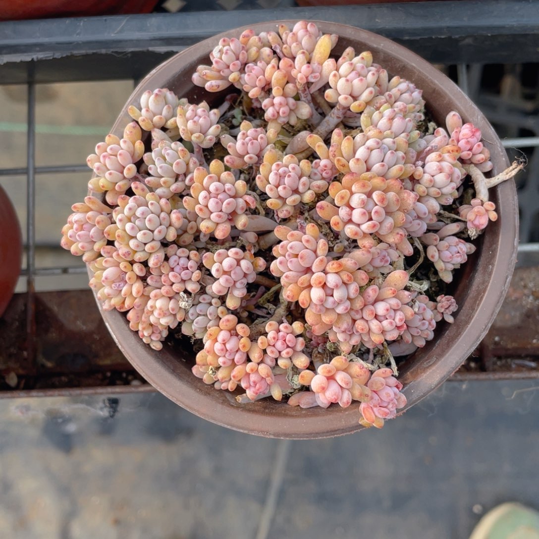 兰豆多肉9.9包邮发货