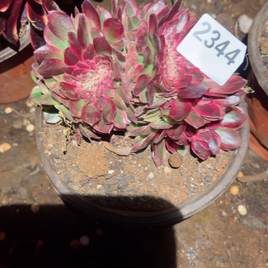 2344 号多肉植物法师新年福利