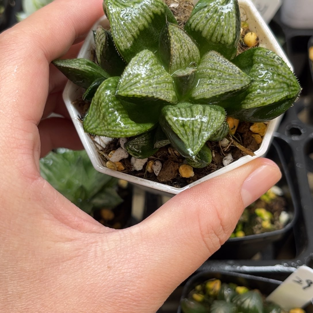 28娜塔丽一物一拍