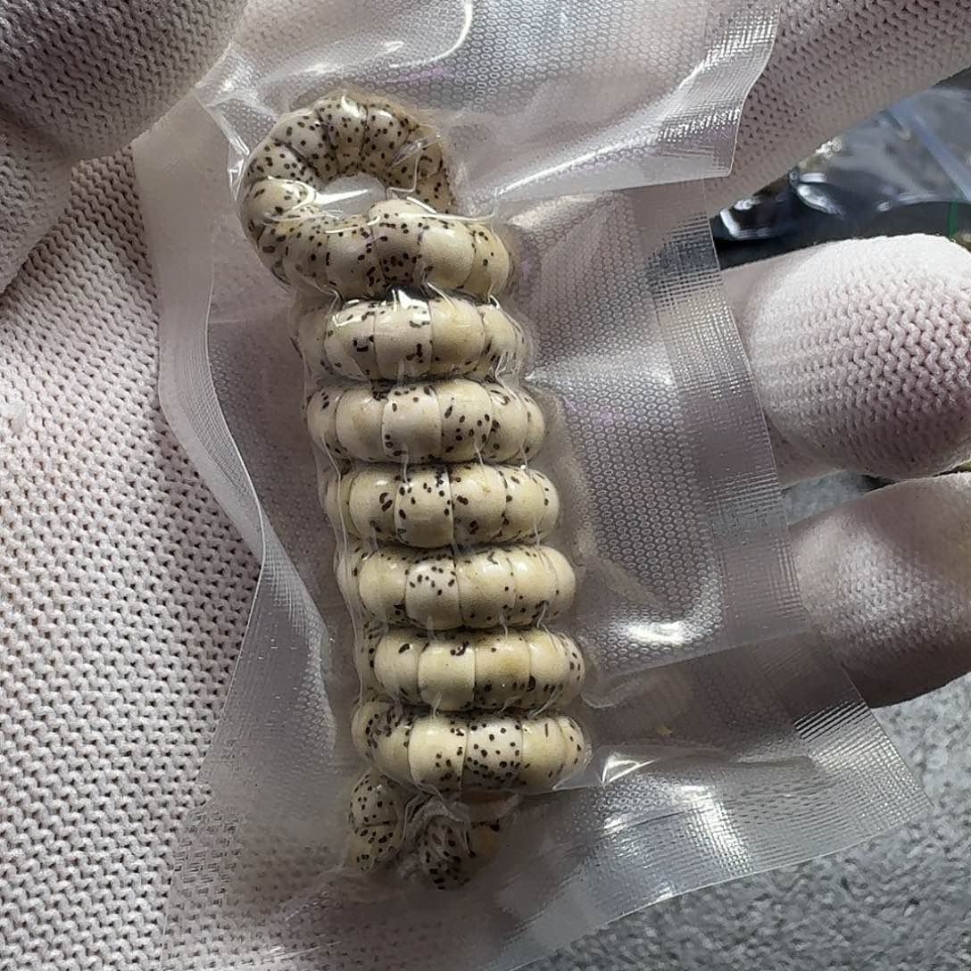 星月菩提手串星月菩提7mm原生态大肠（轻微走色）