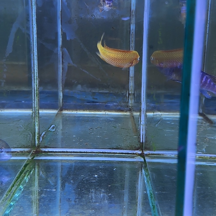 *****海水鱼289号11111111