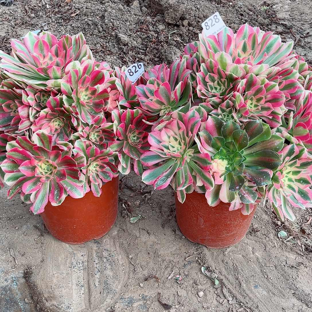 无花朵小*格多肉植物组合826