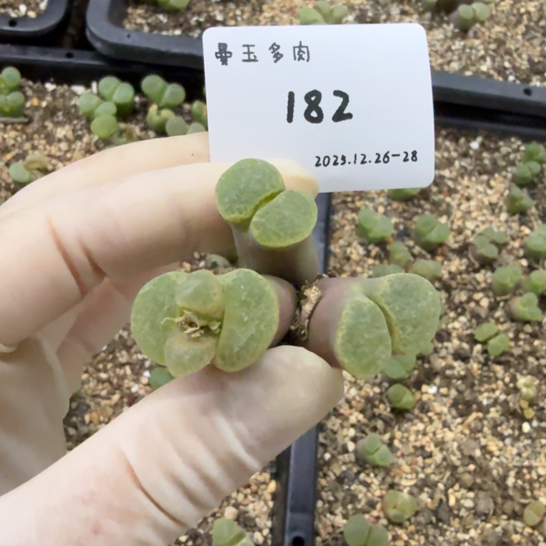 静***～多肉多肉多肉12-182粉樱