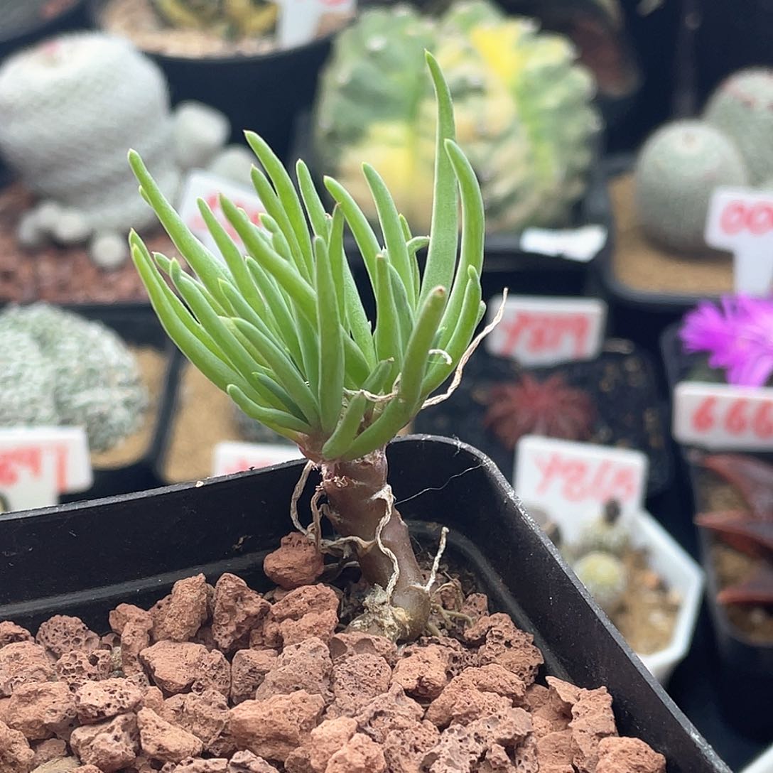 实生草莓厚敦菊 致远多肉